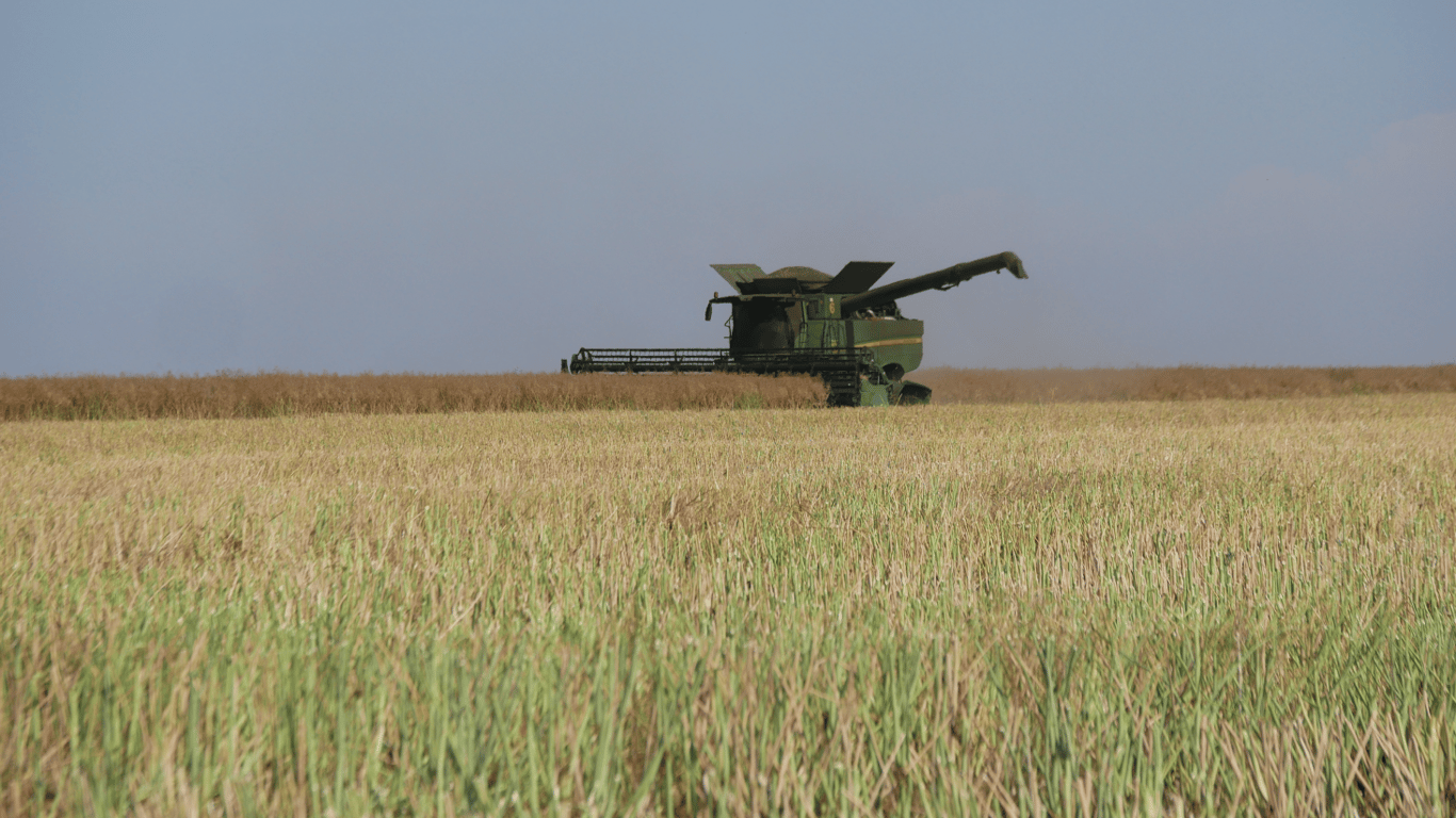 Вартість пшениці суттєво зросла — ціни на зернові в Україні станом на 23 травня 2024 року