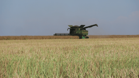 Цены на пшеницу стремительно растут — сколько стоит зерно в мае - 285x160