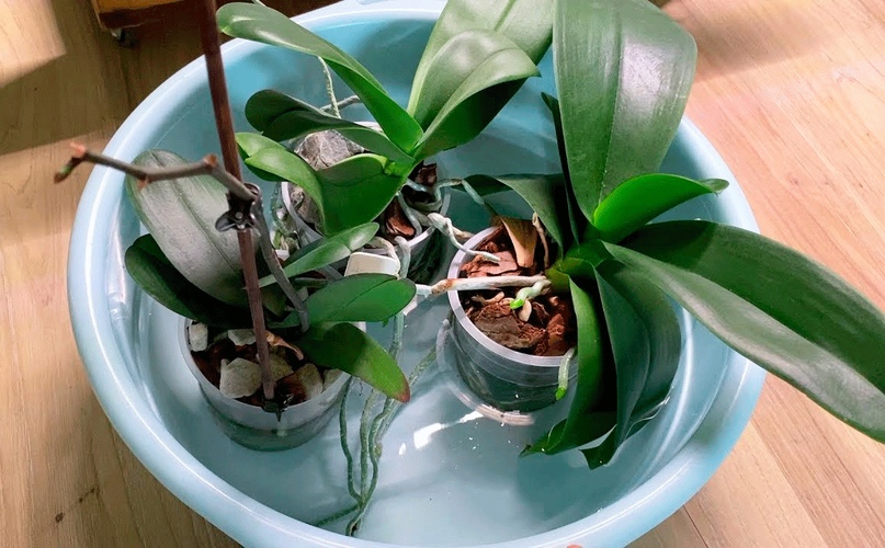 Цветы в тазике