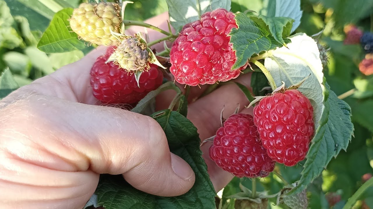 Человек, держащий большую малину