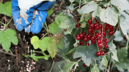 Как подкормить поричку летом 2025, чтобы она дала щедрый урожай - 285x160