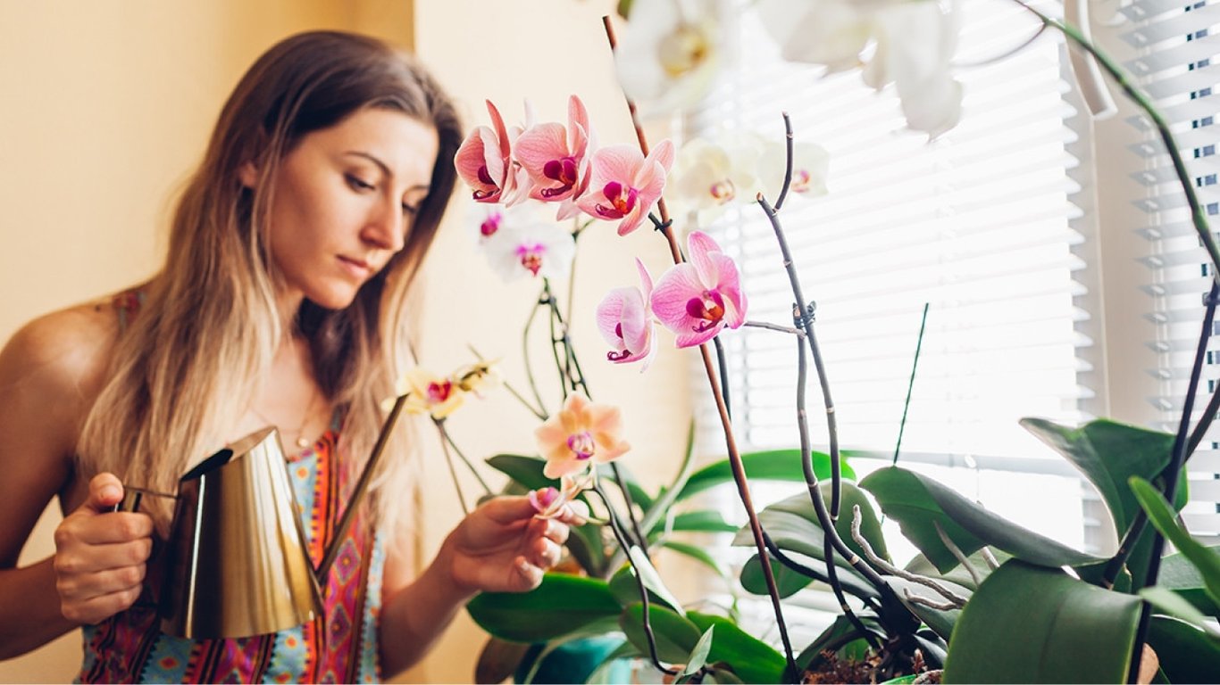 Коли підживлювати орхідею — обираємо правильний час