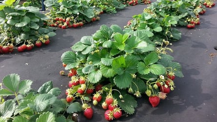 Эти сорта клубники не боятся заморозков — урожай гарантирован - 285x160