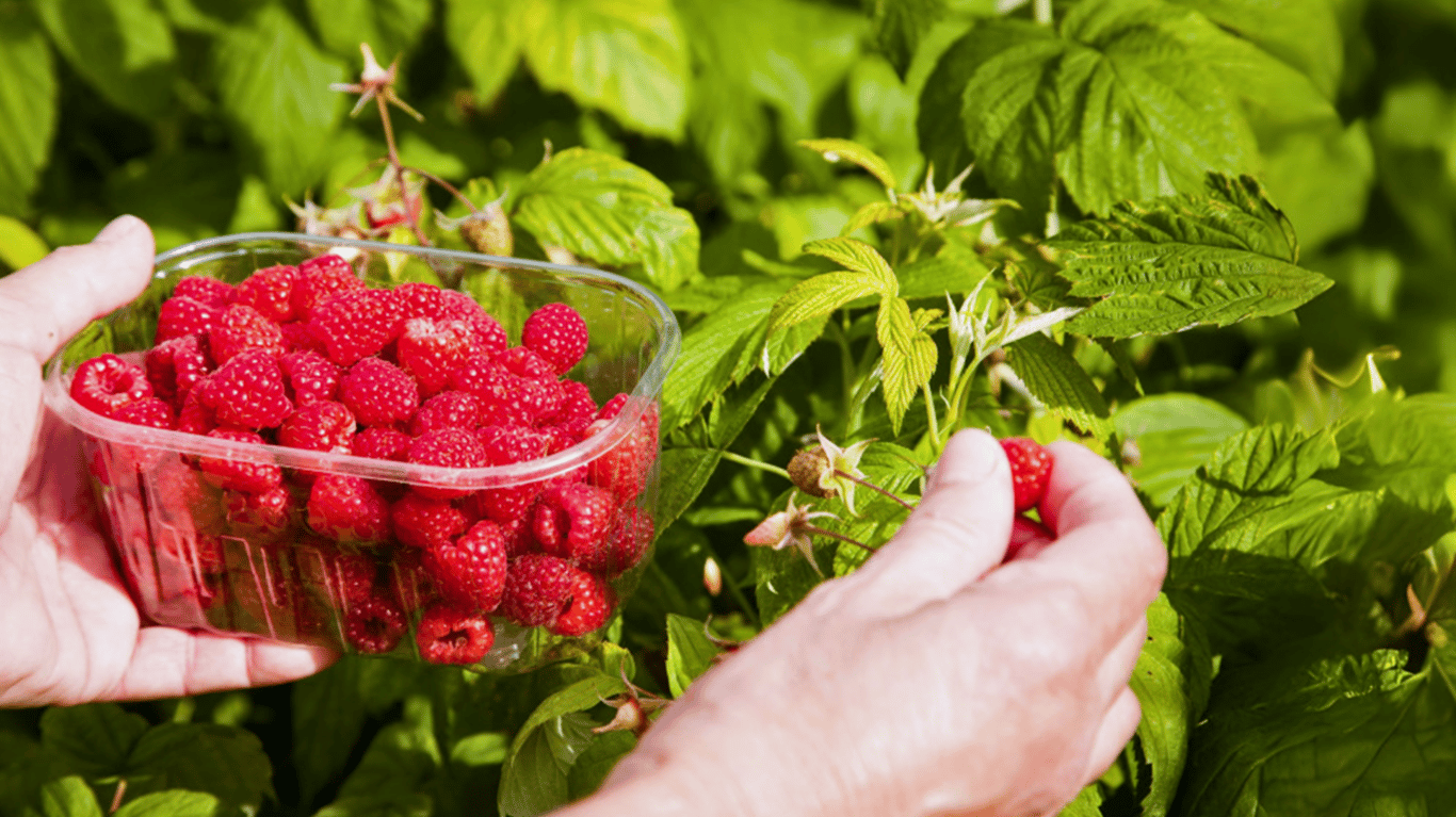 Людина збирає врожай малини.