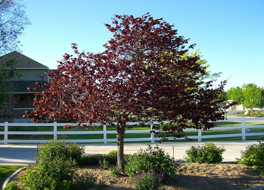 Як правильно посадити церцис: