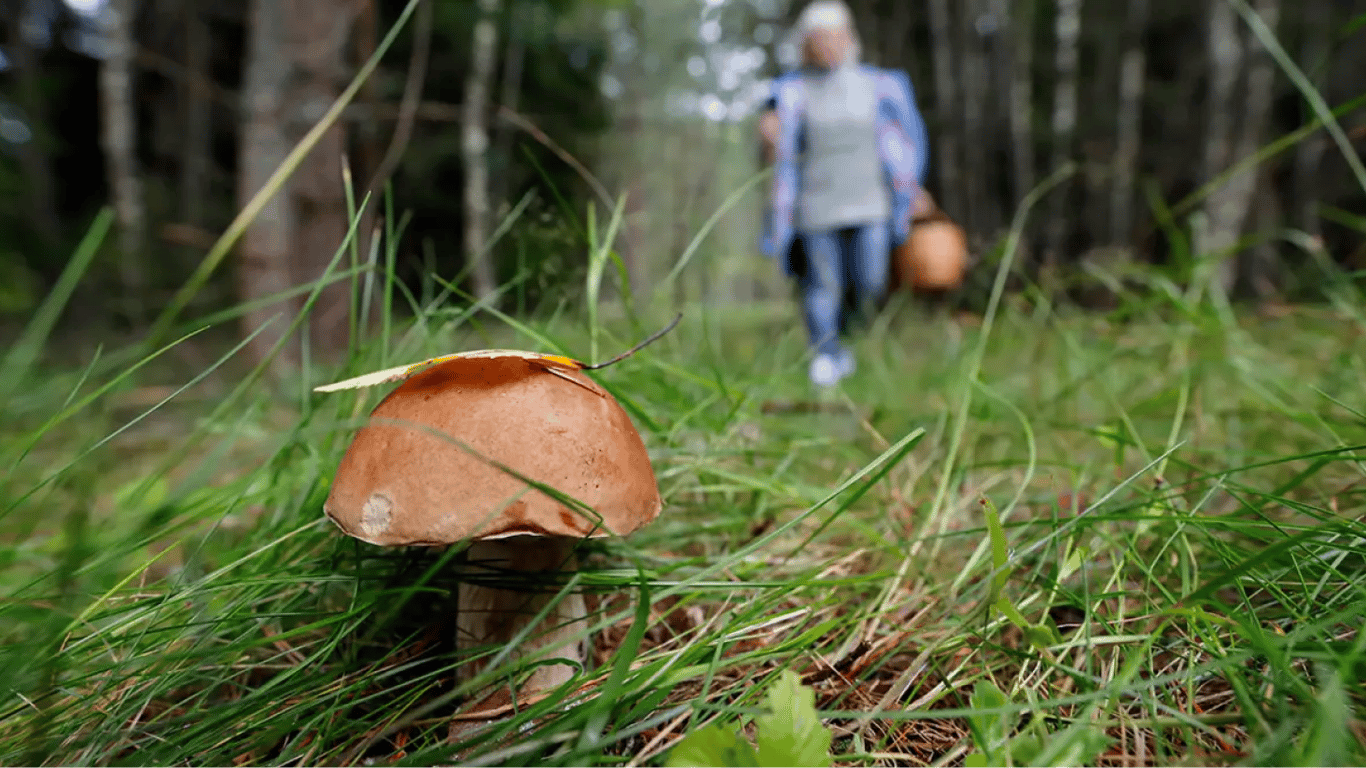 Календар грибника 2023 року — коли та які гриби збирати цієї осені