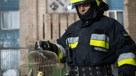 Розбір завалів у Тернополі — рятувальники знайшли папугу - 285x160