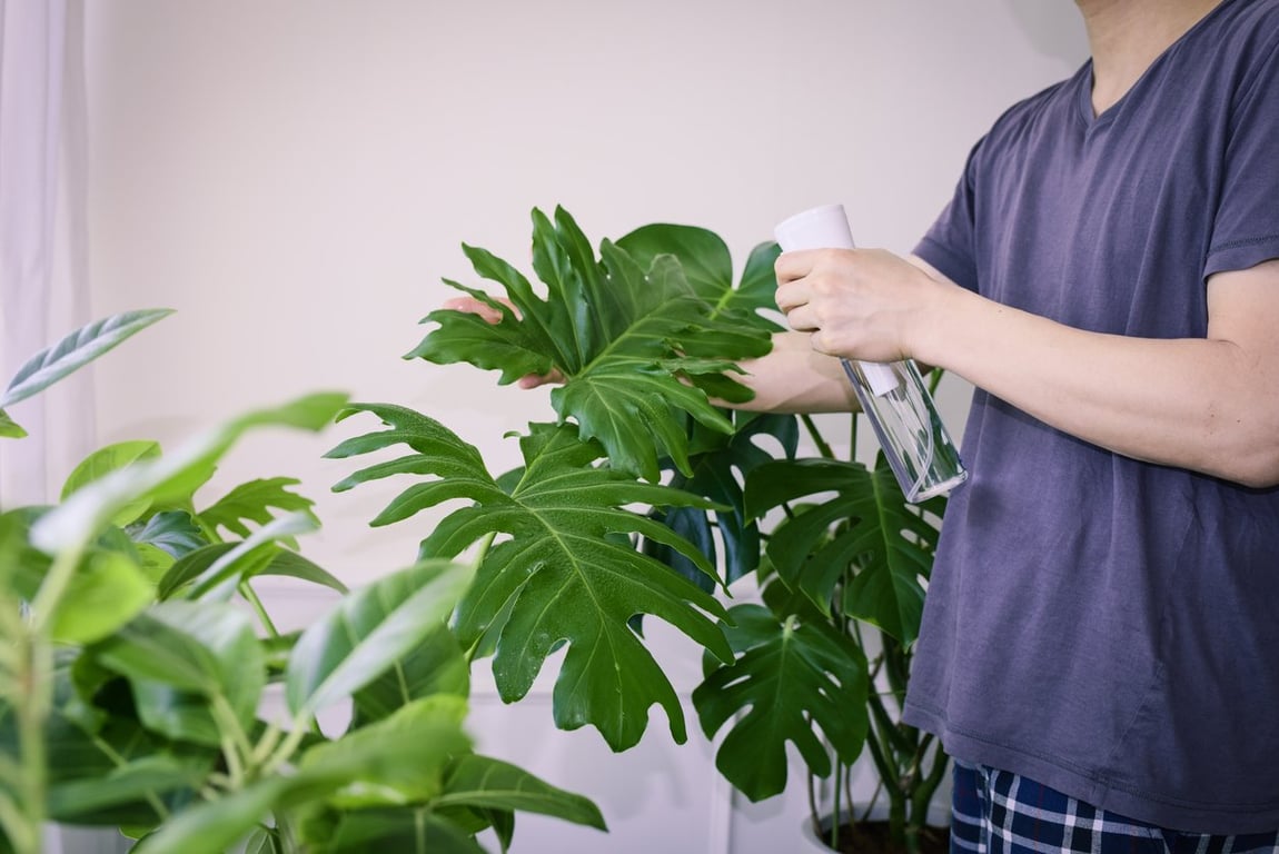 Які кімнатні рослини притягують негатив — монстера