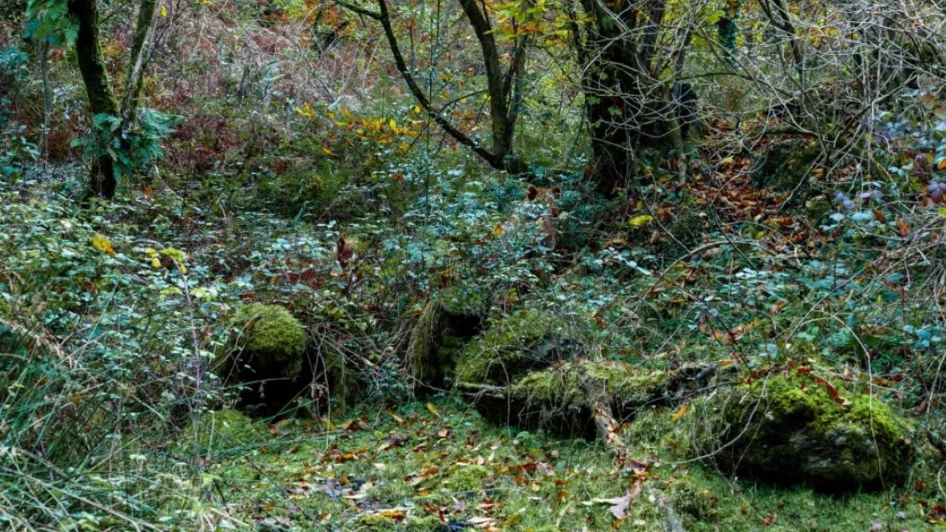 Оптична ілюзія: є лише 10 секунд, щоб знайти пару конячок в лісі