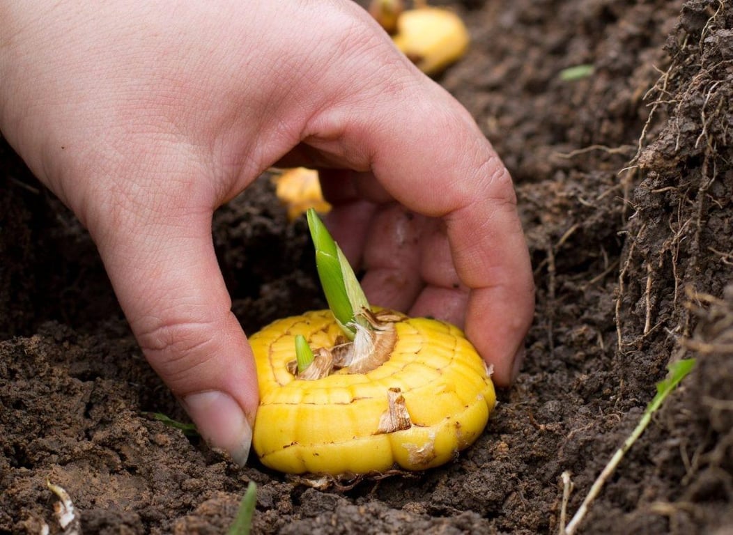 Луковица гладиолусов