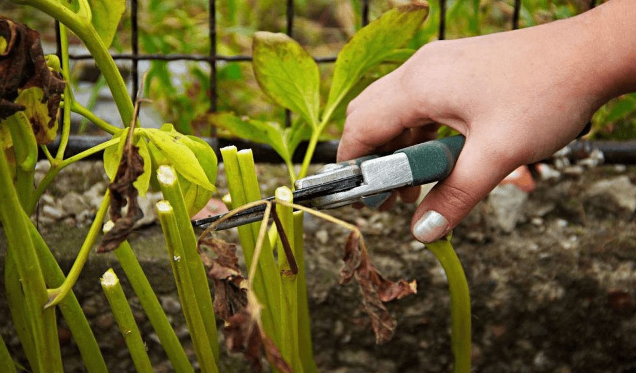 Человек, обрезающий пионы