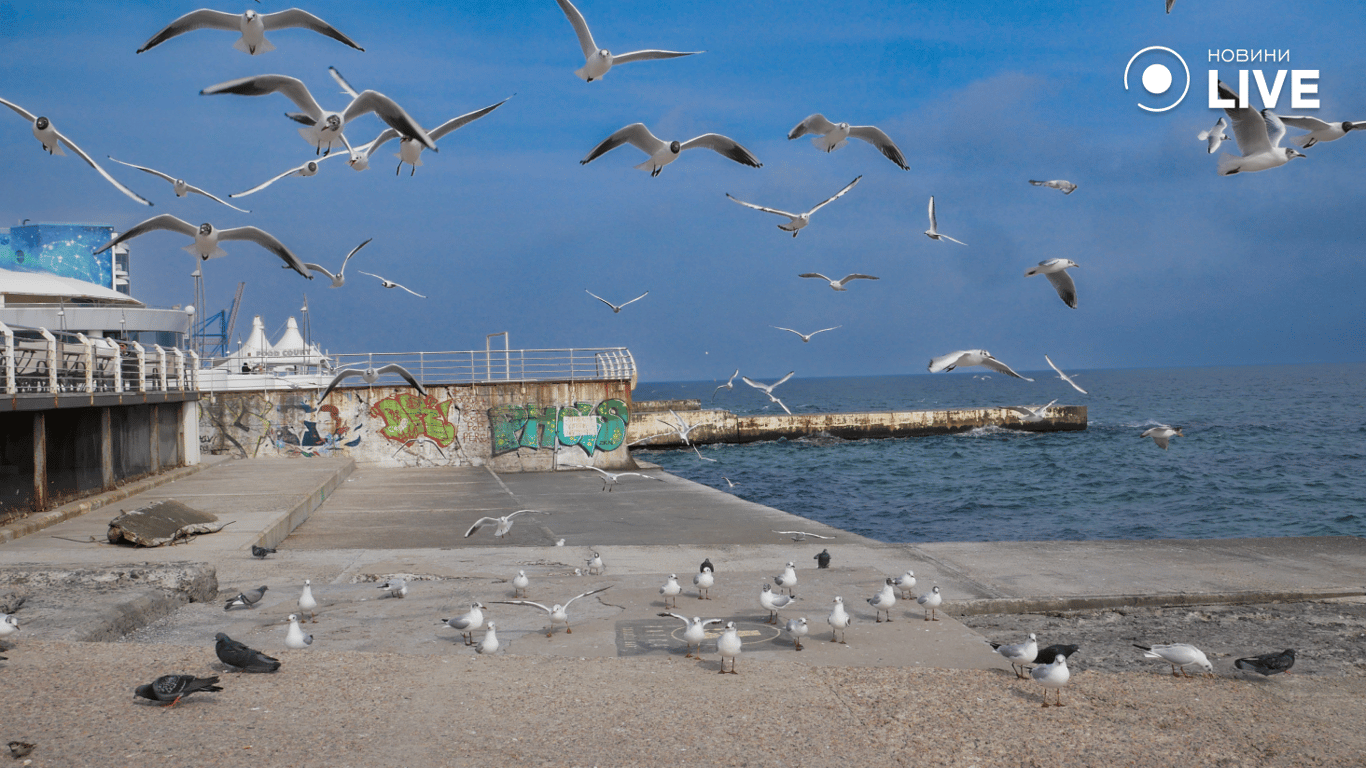Чайки летают над морем