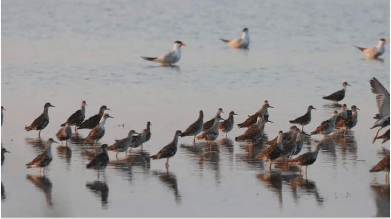 Неймовірне явище: міграція птахів над Тузлівськими лиманами