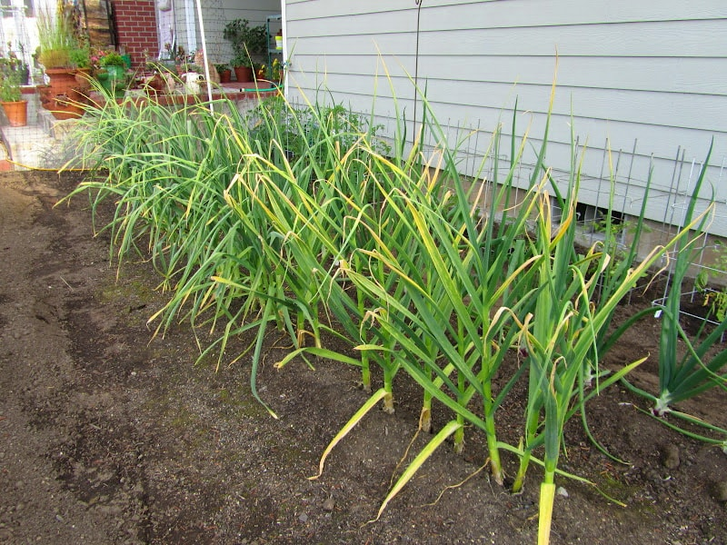 Пожелтевшие листья чеснока на огороде