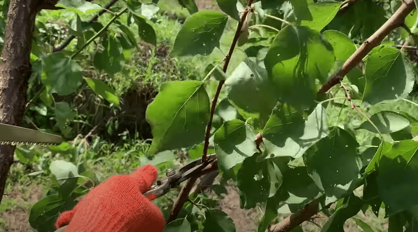 Обрезка ветвей, которые сгущают абрикос