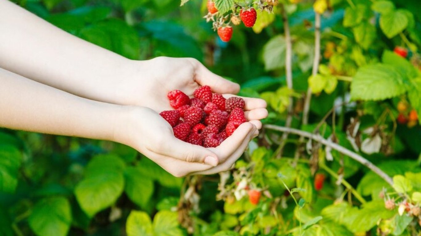 Як доглядати за малиною у серпні