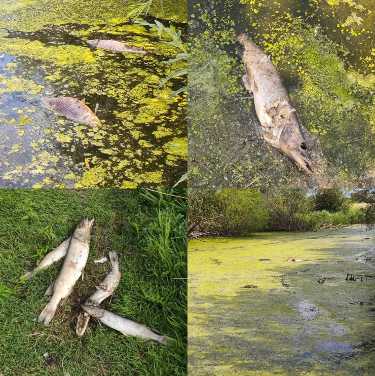 забруднена річка