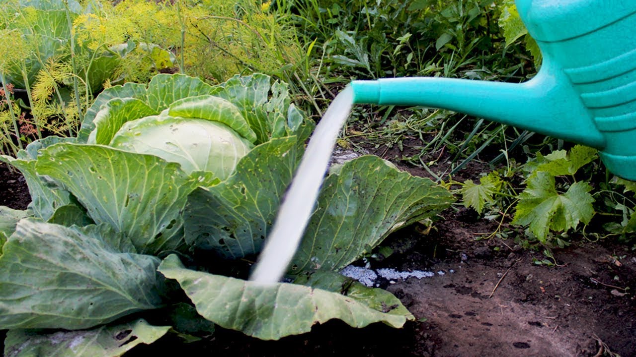 Полив капусты в открытом грунте