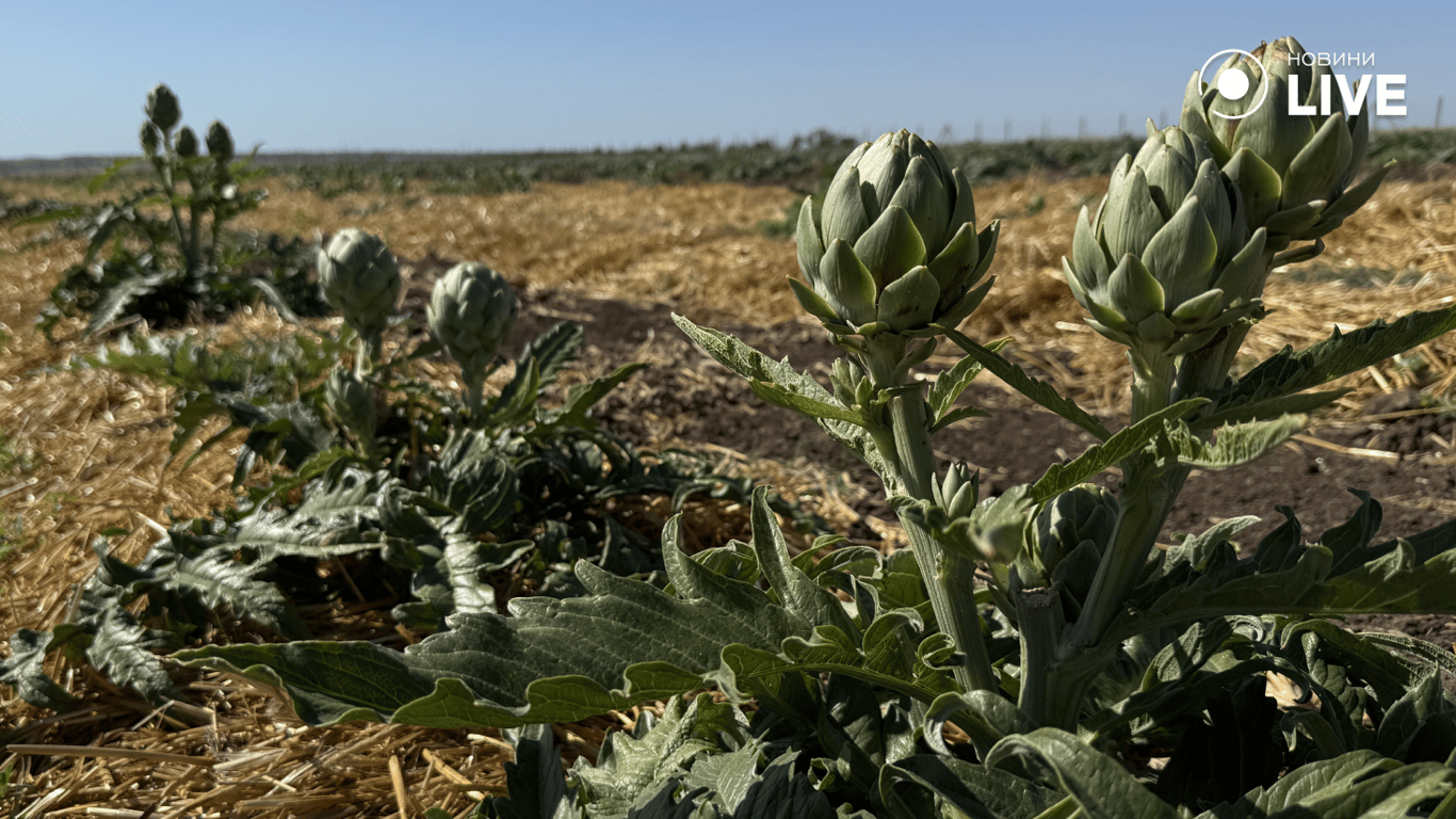 Вирощування артишоків на Одещині
