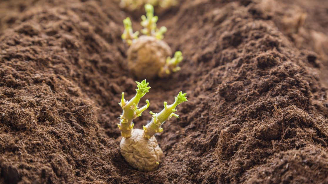 Как прорастить картофель перед посадкой – советы и лайфхаки для щедрого урожая