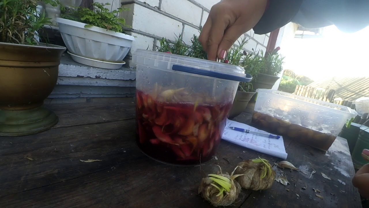 Выращивание чеснока