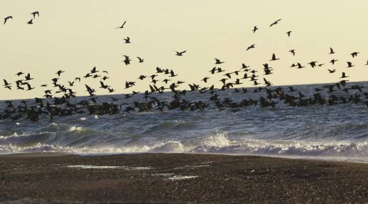 Весняне повернення — на Тузлівських лиманах з’явилися баклани - фото 3