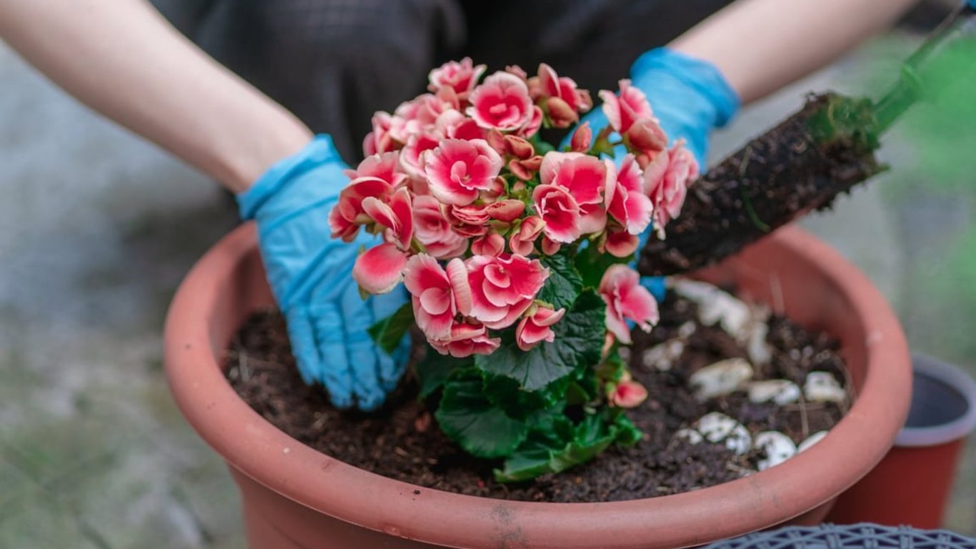 Підживіть бегонію так — і вона зацвіте, як ніколи раніше