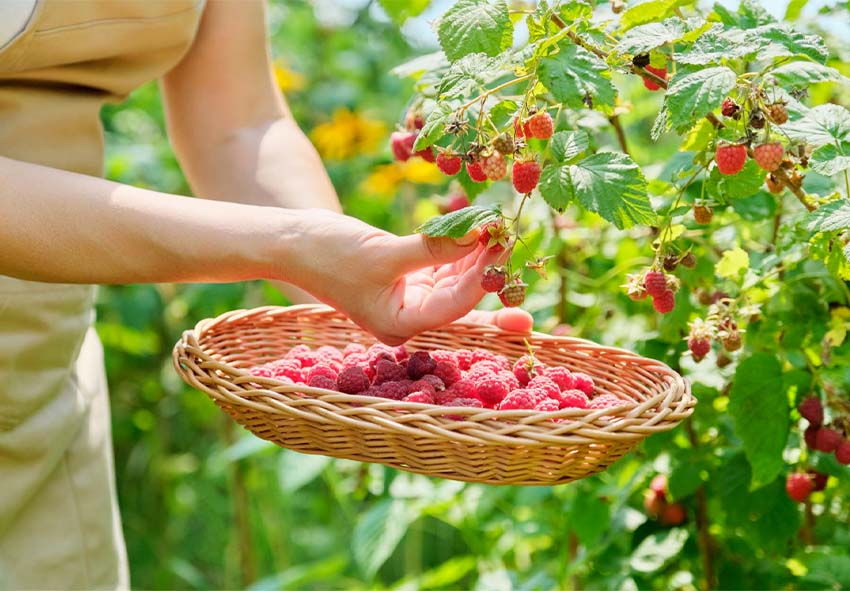 Три корисні добрива, якими варто підживити малину у липні