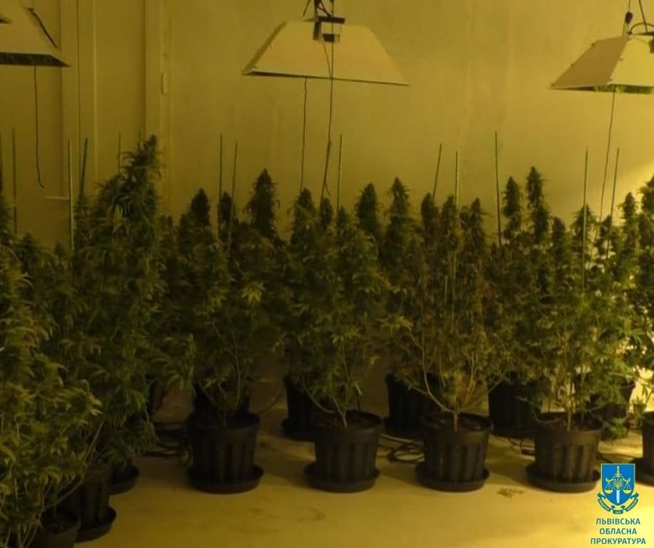 Конопля, выращиваемая во Львовской области