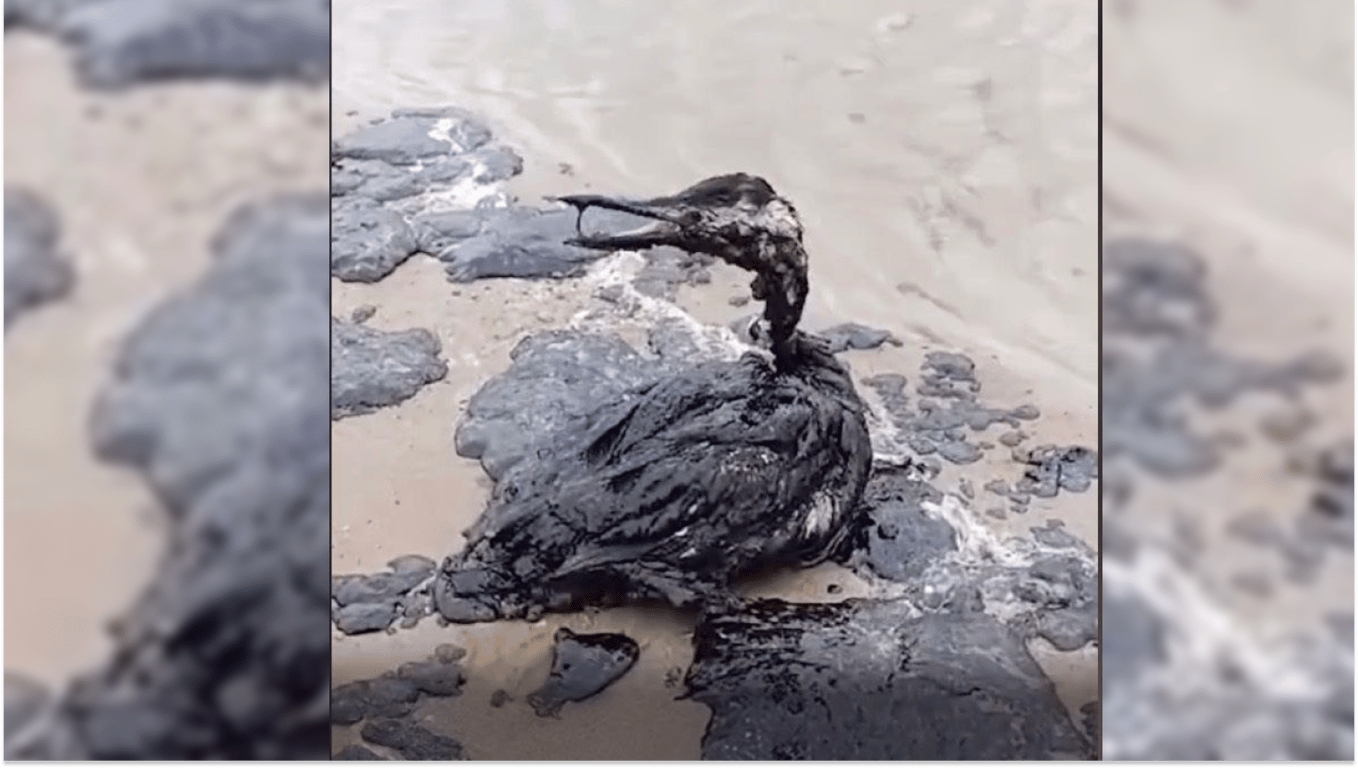 Птица, пострадавшая от выбросов мазута с российских танкеров. Фото: скриншот из видео Reuters