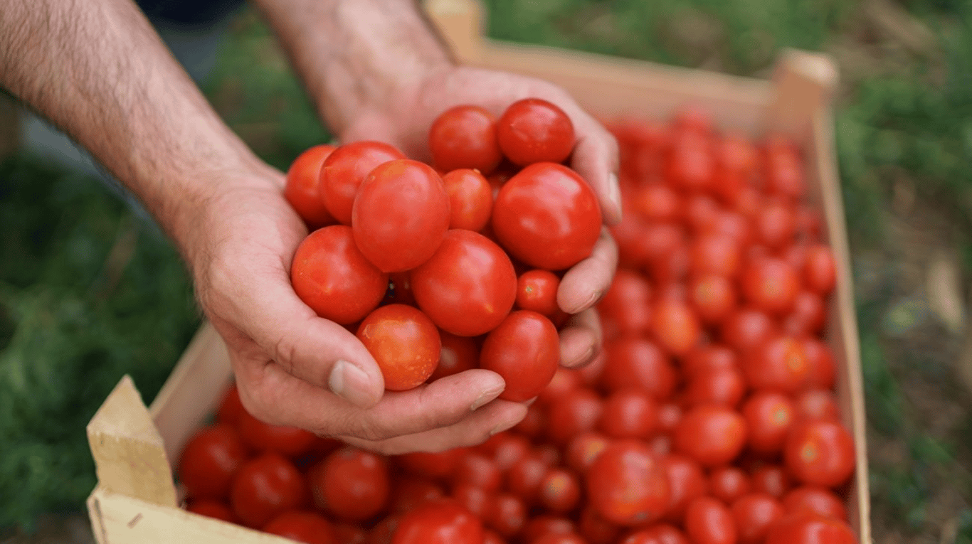 Гарний урожай помідорів.