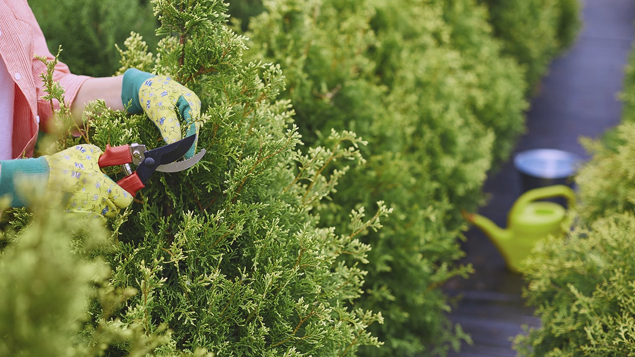Як правильно обрізати тую восени