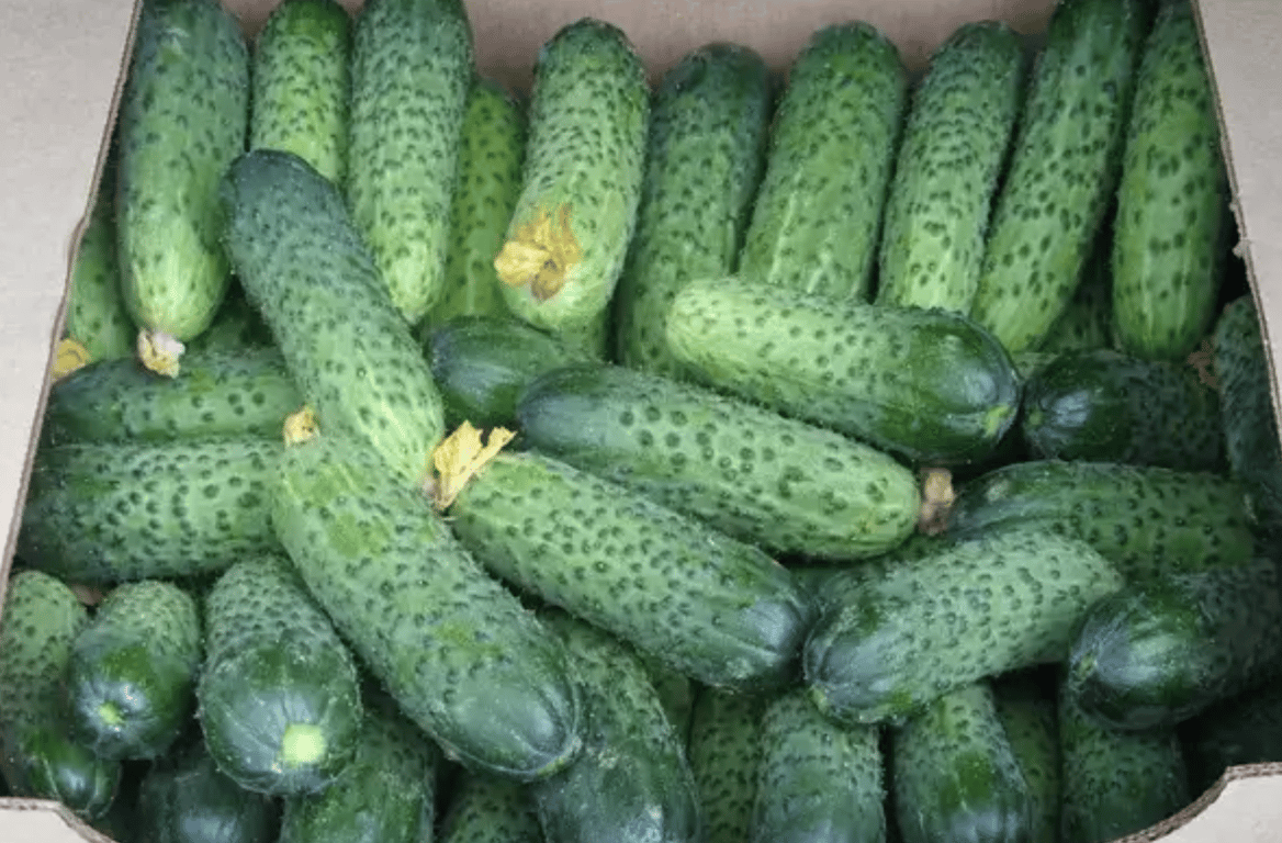 Сорт "Меренга"