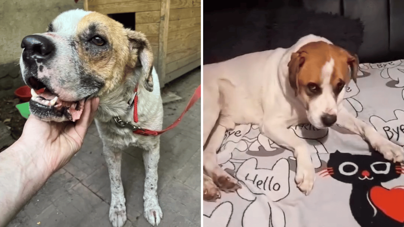 Собака, спасенная после подрыва Каховской ГЭС, отправилась из Одессы в Польшу