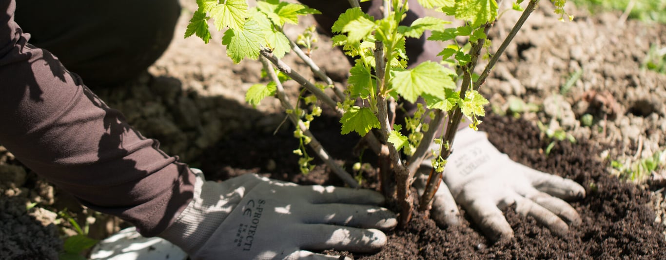 Які культури варто посадити до Великодня у відкритий ґрунт