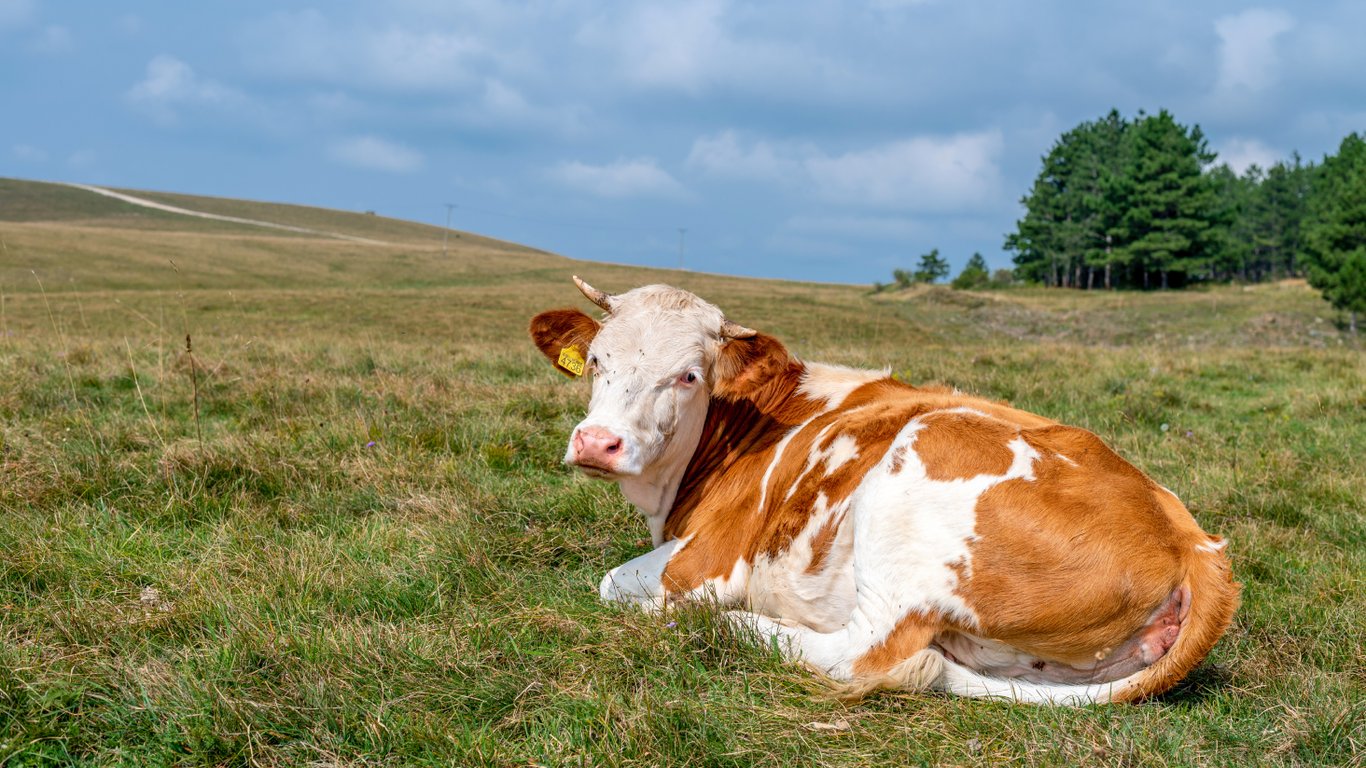 Корова лежить на трав'янистому полі.