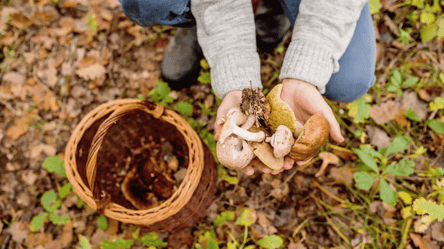 Беріть кошик і до лісу — які гриби можна збирати в серпні - 285x160
