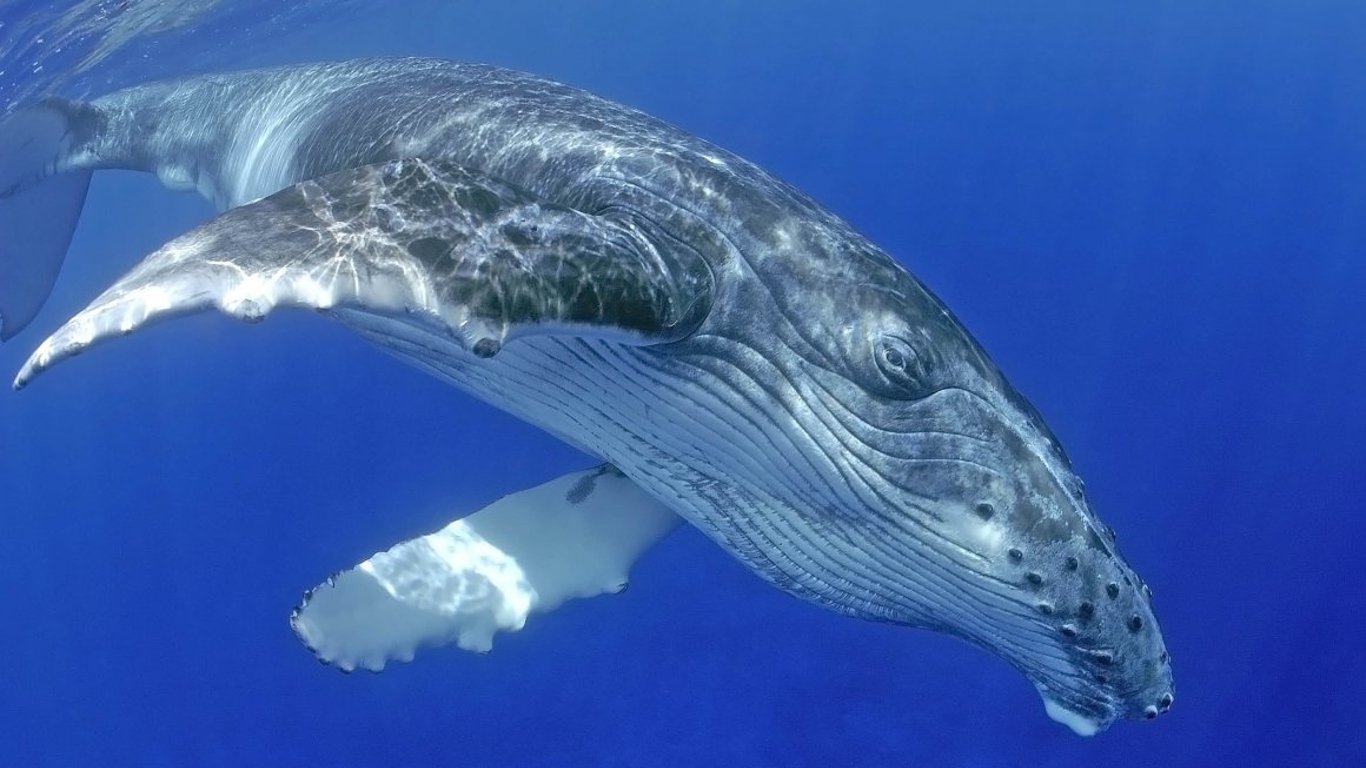Рідкісне видовище: в Антарктиді можна побачити стрибаючих китів
