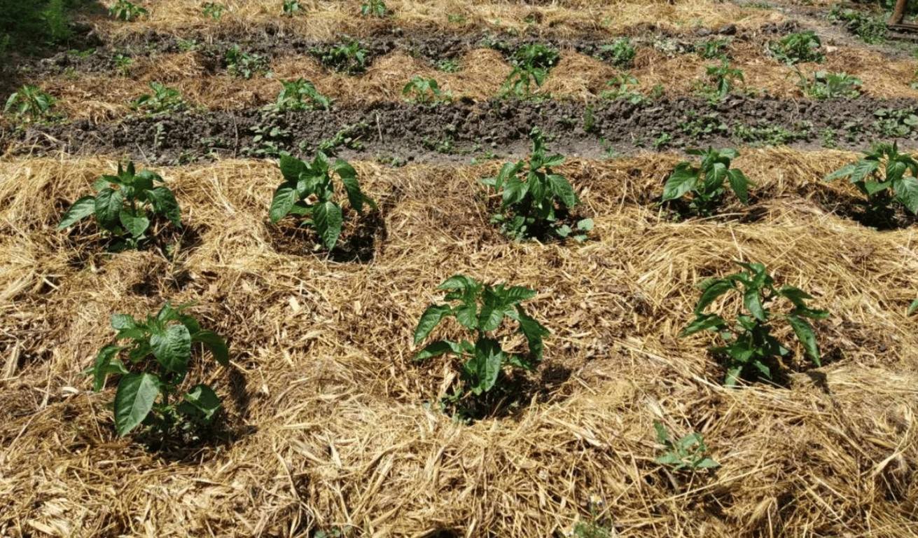 Мульчирование перца