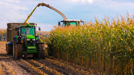 Ціни на зерно в Україні — скільки коштує кукурудза у січні - 285x160