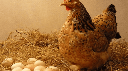 Кури не несуться взимку — що заважає й як це виправити - 285x160