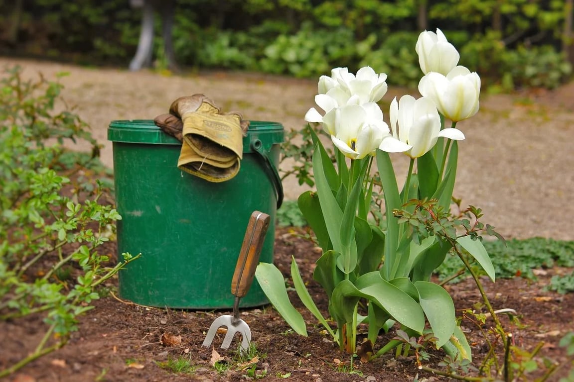 Как следует сажать тюльпаны осенью: советы