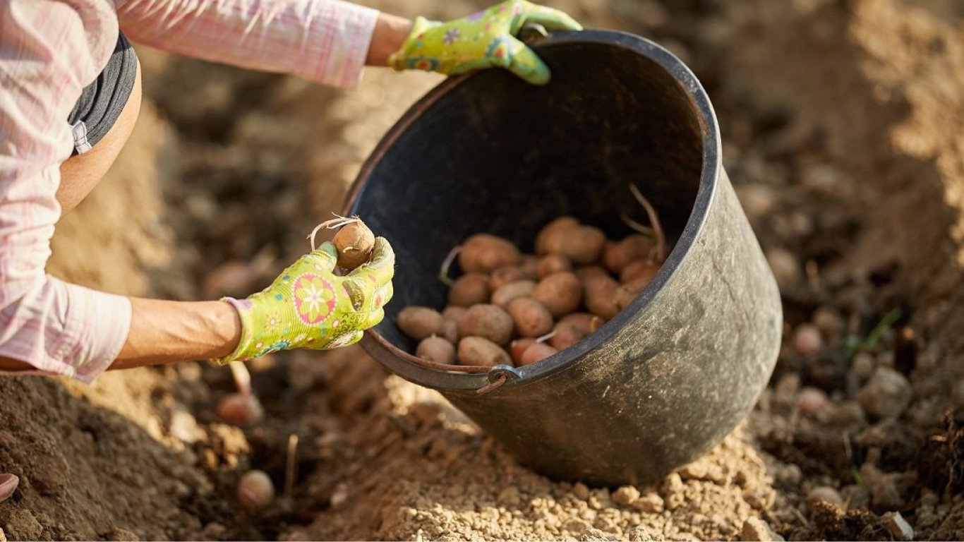 Посадка картофеля в марте 2024 — какой хитрый способ подарит сумасшедший урожай