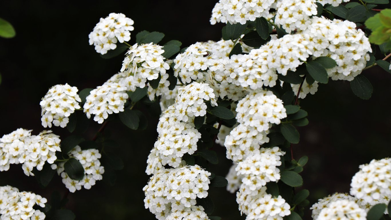 Кущ спіреї.