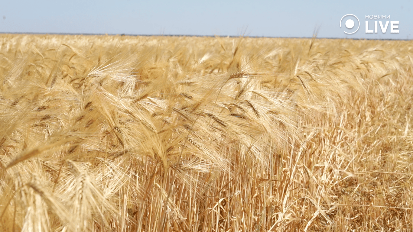 Зерно на полях