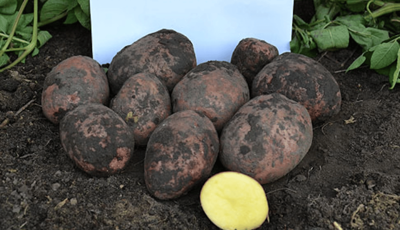 Картошка на огороде