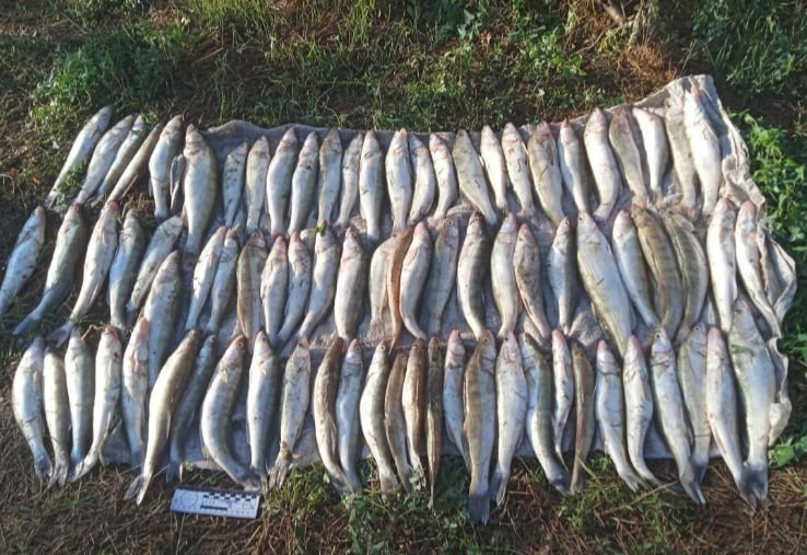 Виловили 81 судака