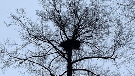 У Чорнобилі помітили гніздо гігантського хижого птаха — фото - 285x160