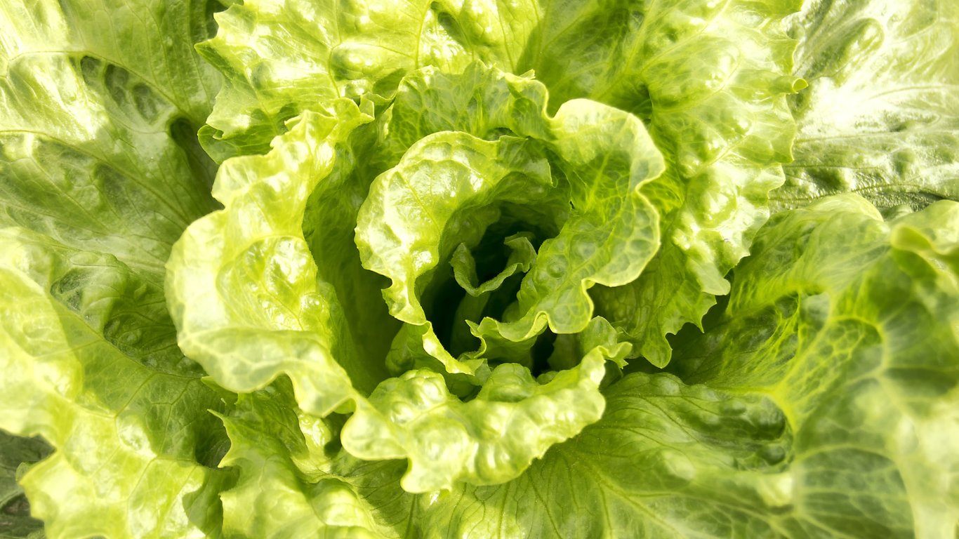 Листя латука.