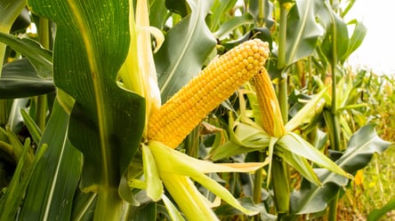 Ціни на зерно в Україні: скільки коштує кукурудза у серпні - 285x160